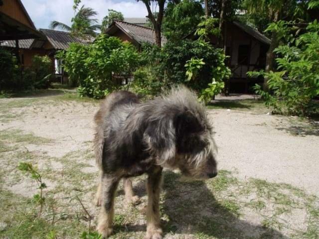 Phangan Island Баан Тай Екстериор снимка